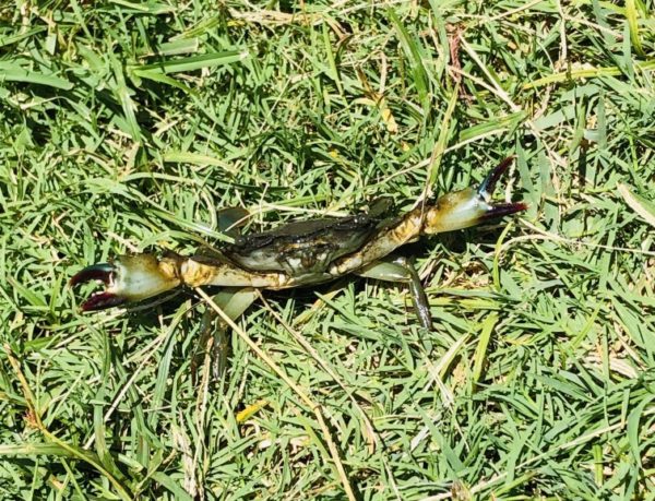 kill crabgrass