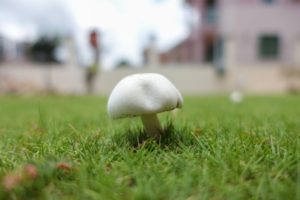 lawn mushroom poisonous